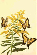 Walker Mary E Butterflies 1923 Tiger Swallowtail A4 Photo Print