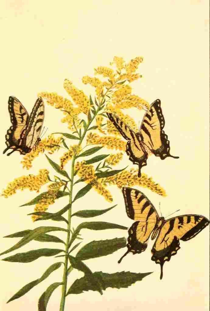 Walker Mary E Butterflies 1923 Tiger Swallowtail A4 Photo Print