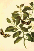 Walker Mary E Butterflies Shown Children 1917 Zebra Butterfly A4 Photo Print
