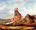 Ward James A Fancy Pigeon A4 Photo Print