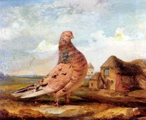 Ward James A Fancy Pigeon A4 Photo Print