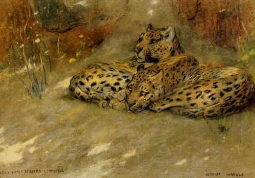 Wardle Arthur Study Of East African Leopards A4 Photo Print