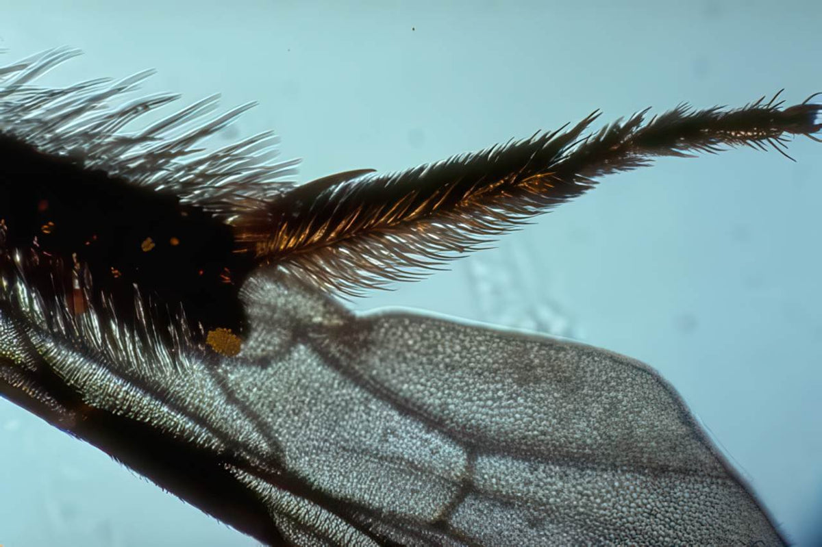 Wasp Metathorax Wings A4 Photo Print