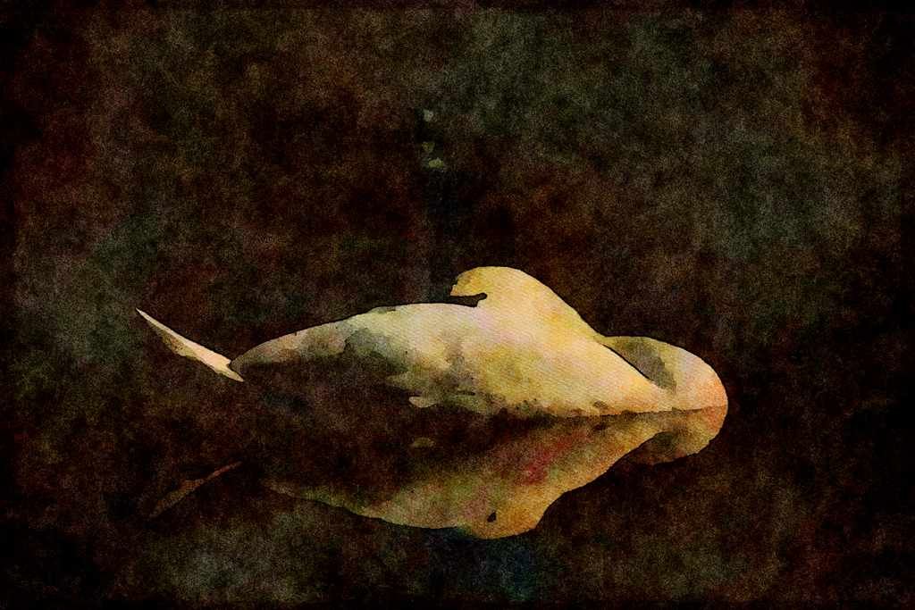 Water Fowl Birds 043001 Mute Swan A4 Limited Edition Watercolour Print
