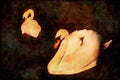 Water Fowl Birds 043002 Mute Swans A4 Limited Edition Watercolour Print
