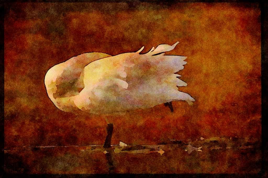 Water Fowl Birds 043003 Trumpeter Swan A4 Limited Edition Watercolour Print