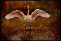 Water Fowl Birds 043004 Trumpeter Swan A4 Limited Edition Watercolour Print