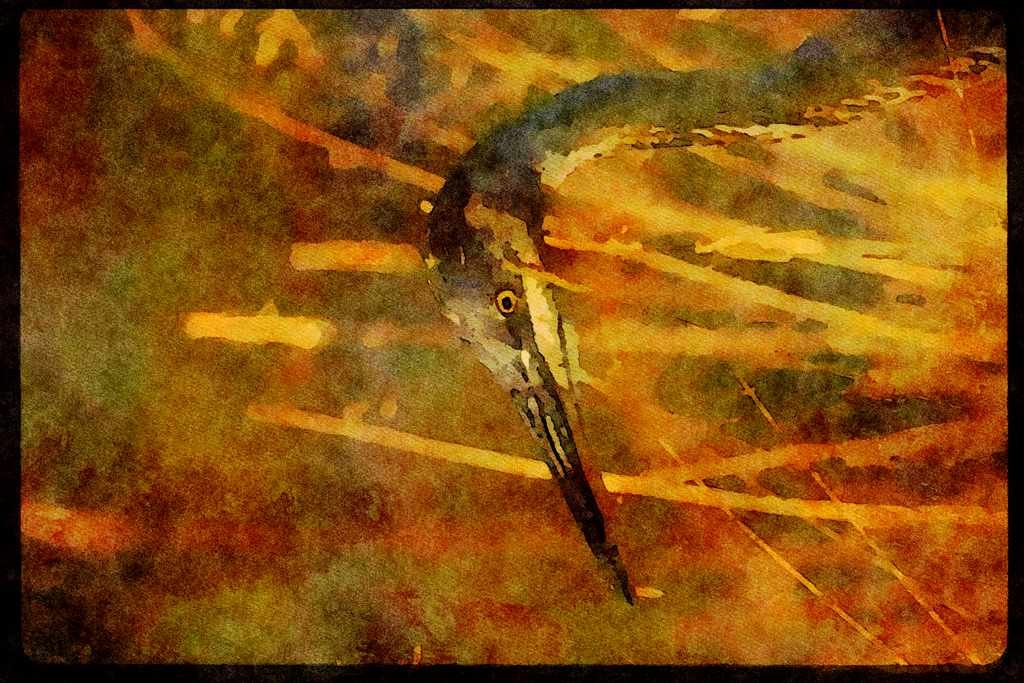 Water Fowl Birds 043006 Great Blue Heron A4 Limited Edition Watercolour Print