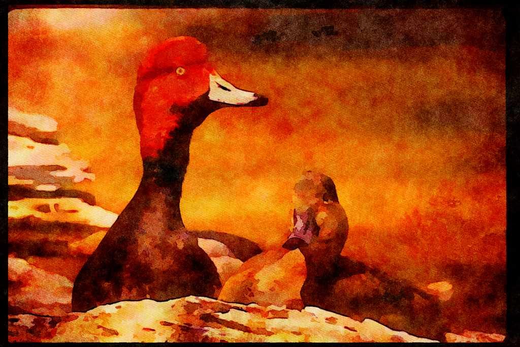 Water Fowl Birds 043009 Redhead Duck Pair A4 Limited Edition Watercolour Print