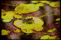 Water Fowl Birds 043012 Bull Frog A4 Limited Edition Watercolour Print