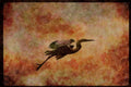 Water Fowl Birds 043013 Common Egret A4 Limited Edition Watercolour Print