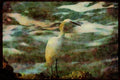 Water Fowl Birds 043016 Common Egret A4 Limited Edition Watercolour Print