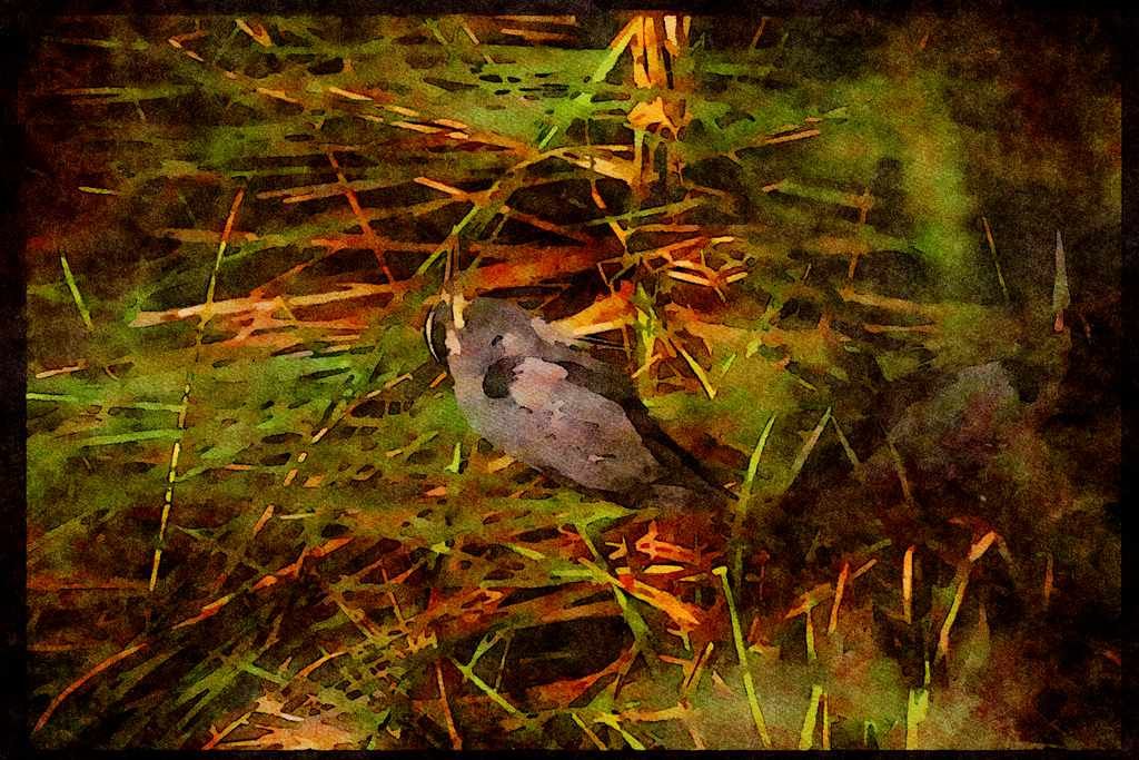 Water Fowl Birds 043018 Great Blue Heron A4 Limited Edition Watercolour Print