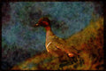 Water Fowl Birds 043019 Green Wing Teal A4 Limited Edition Watercolour Print
