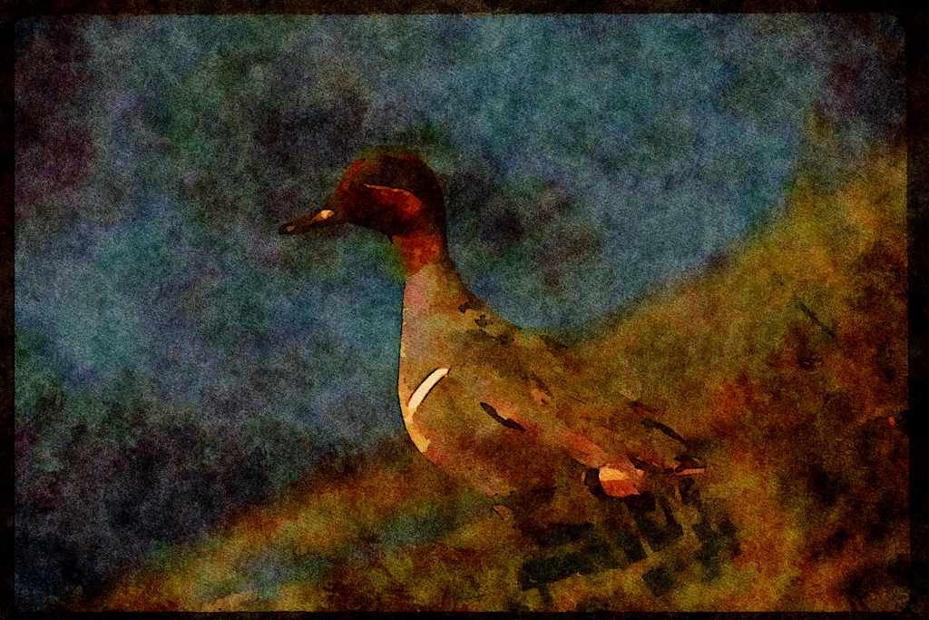 Water Fowl Birds 043019 Green Wing Teal A4 Limited Edition Watercolour Print