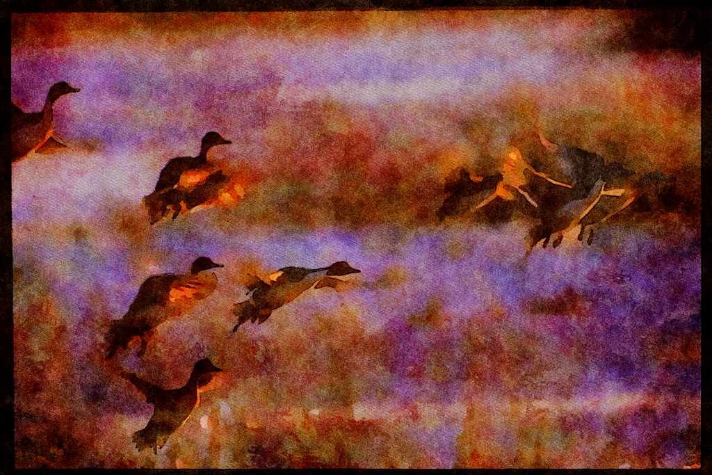 Water Fowl Birds 043021 Pintails Taking Off A4 Limited Edition Watercolour Print