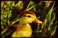 Water Fowl Birds 043023 Mallard Chick A4 Limited Edition Watercolour Print