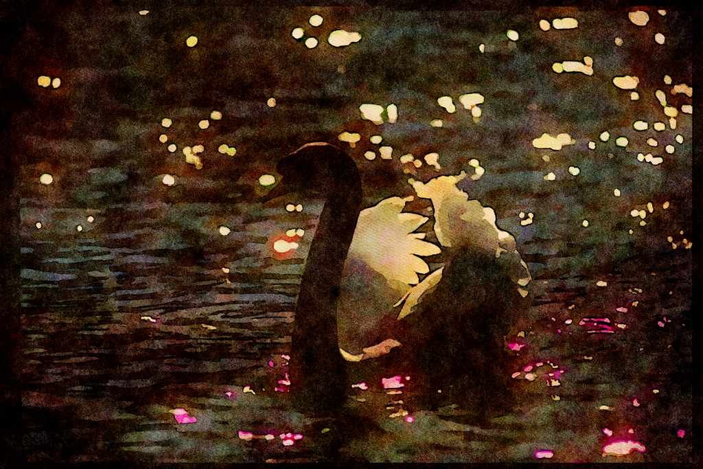 Water Fowl Birds 043024 Mute Swan A4 Limited Edition Watercolour Print