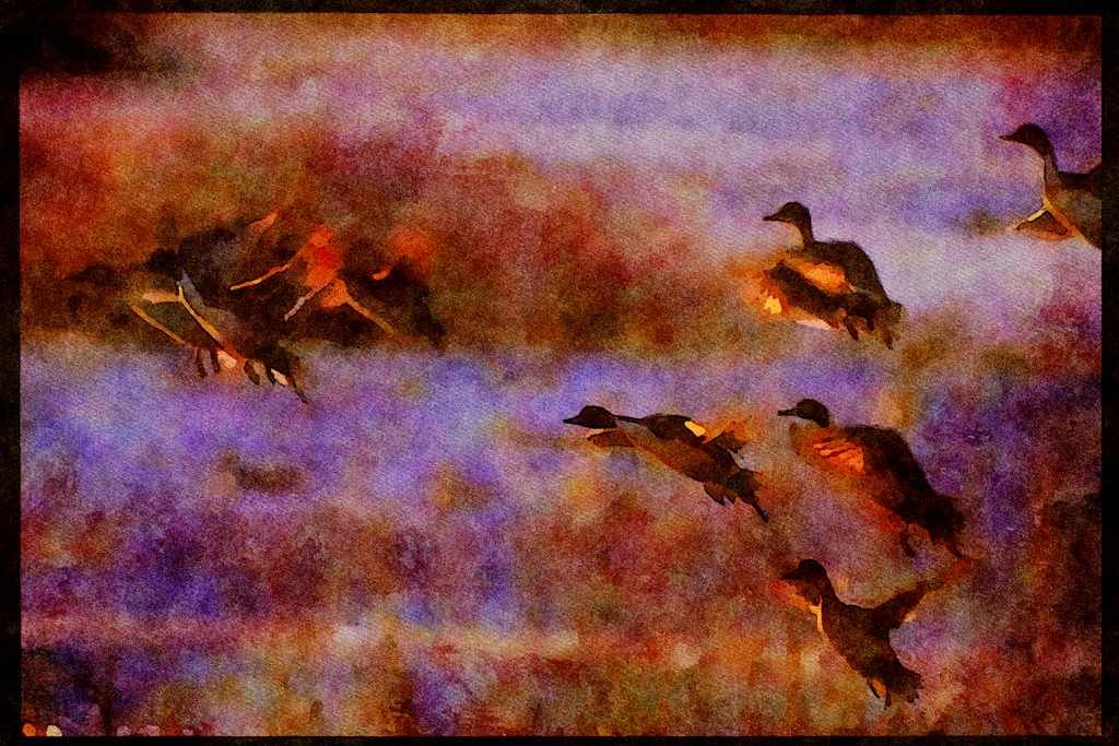 Water Fowl Birds 043025 Pintails Taking Off A4 Limited Edition Watercolour Print