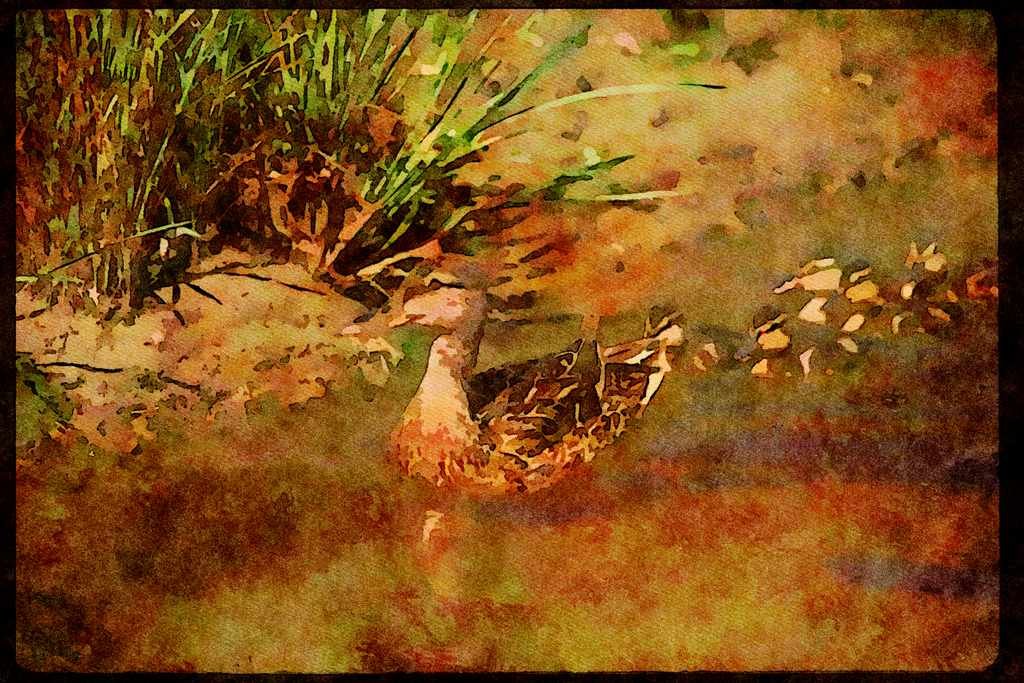 Water Fowl Birds 043026 Mallard And Chicks A4 Limited Edition Watercolour Print