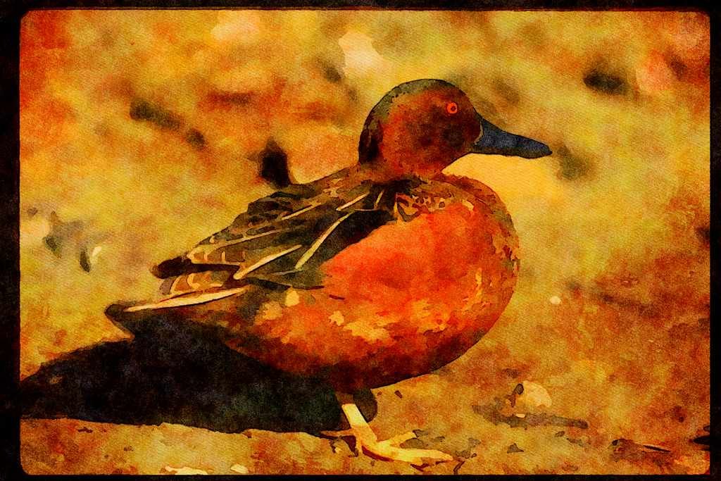 Water Fowl Birds 043027 Cinnamon Teal A4 Limited Edition Watercolour Print