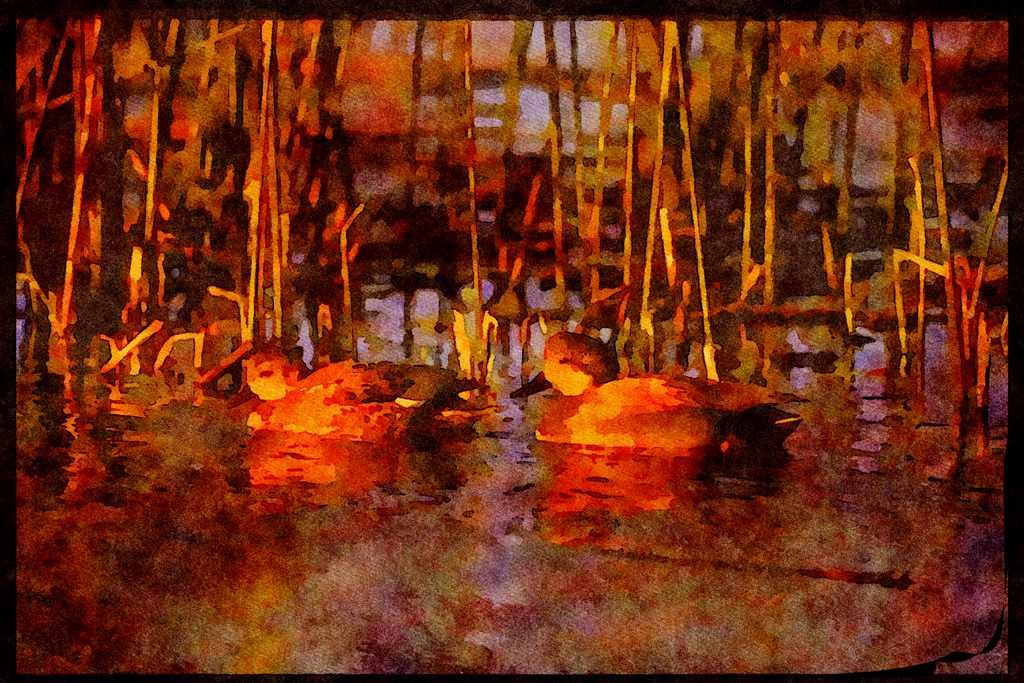 Water Fowl Birds 043028 Gadwal Pair A4 Limited Edition Watercolour Print