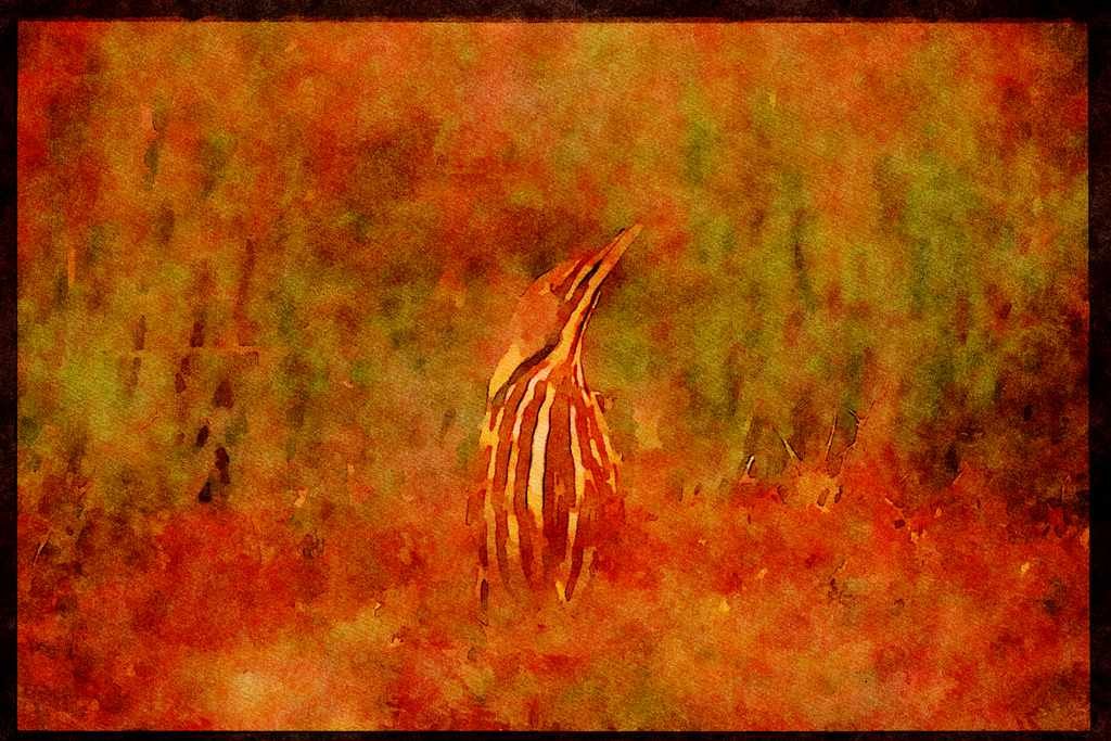 Water Fowl Birds 043033 American Bittern A4 Limited Edition Watercolour Print