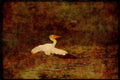 Water Fowl Birds 043034 White Pelican A4 Limited Edition Watercolour Print