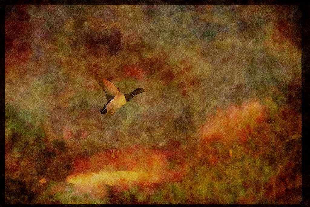 Water Fowl Birds 043035 Mallard A4 Limited Edition Watercolour Print