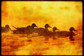 Water Fowl Birds 043037 Pintails A4 Limited Edition Watercolour Print