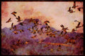 Water Fowl Birds 043038 Snow Geese A4 Limited Edition Watercolour Print