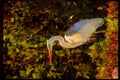 Water Fowl Birds 043039 Great White Heron A4 Limited Edition Watercolour Print