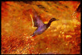 Water Fowl Birds 043040 Mallard A4 Limited Edition Watercolour Print
