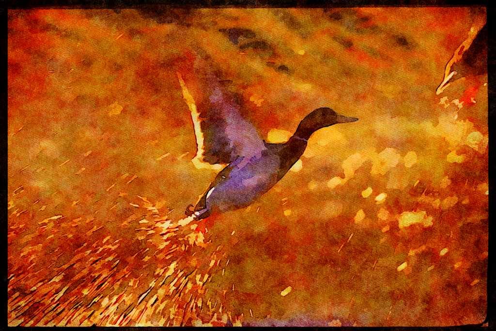 Water Fowl Birds 043040 Mallard A4 Limited Edition Watercolour Print