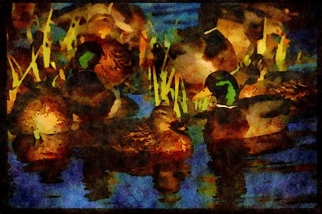 Water Fowl Birds 043042 Mallards A4 Limited Edition Watercolour Print