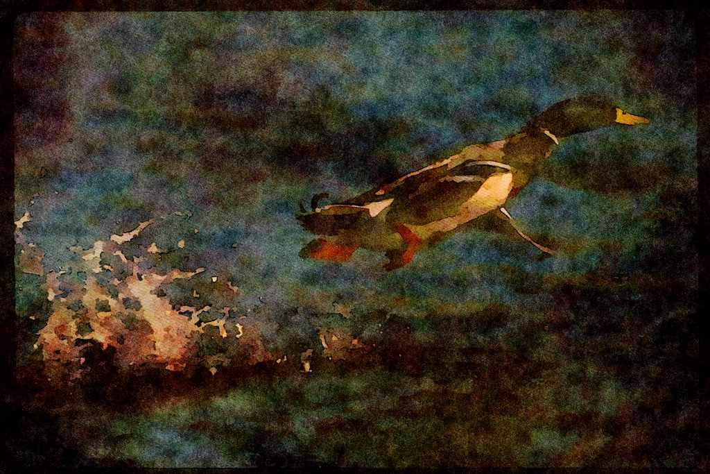 Water Fowl Birds 043044 Mallard A4 Limited Edition Watercolour Print