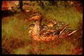 Water Fowl Birds 043046 Mallard Hen With Chicks A4 Limited Edition Watercolour Print