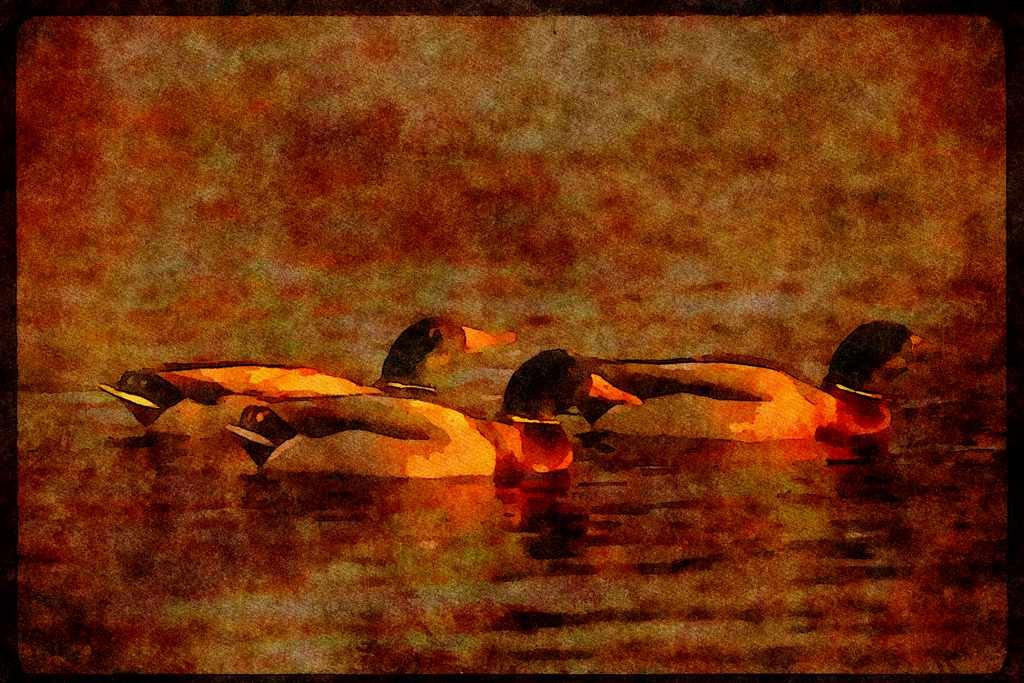 Water Fowl Birds 043047 Mallard Drakes A4 Limited Edition Watercolour Print