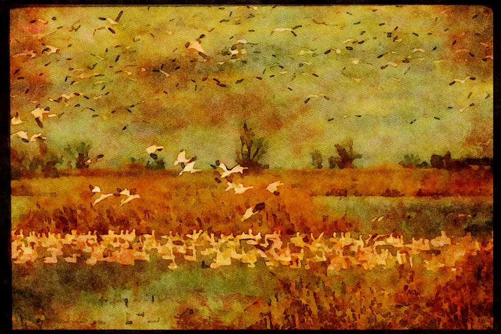 Water Fowl Birds 043048 Snow Geese A4 Limited Edition Watercolour Print
