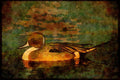 Water Fowl Birds 043050 Pintail A4 Limited Edition Watercolour Print