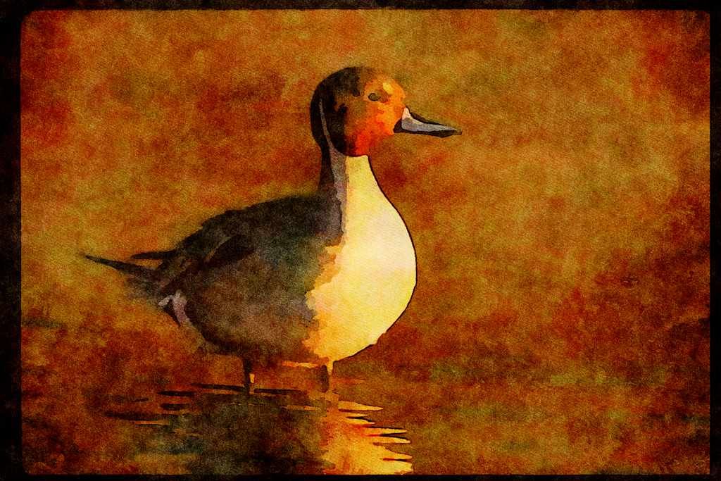Water Fowl Birds 043051 Pintail A4 Limited Edition Watercolour Print