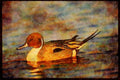 Water Fowl Birds 043052 Pintail Drake A4 Limited Edition Watercolour Print