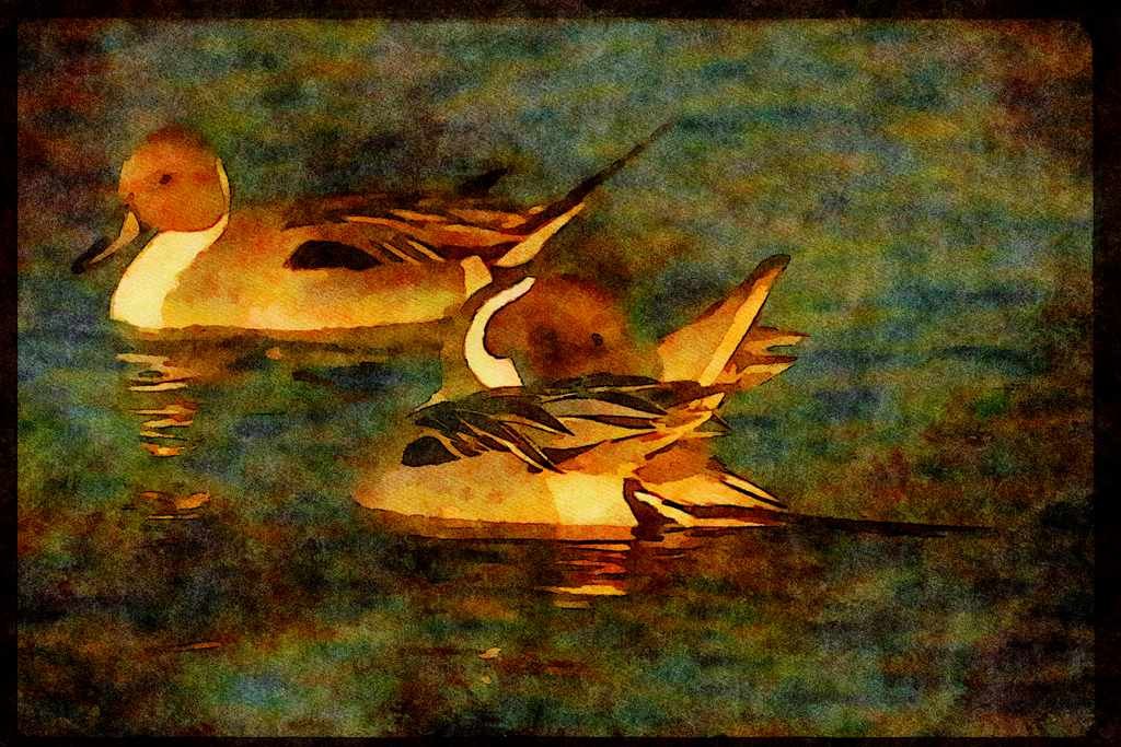 Water Fowl Birds 043053 Pintail Drakes A4 Limited Edition Watercolour Print