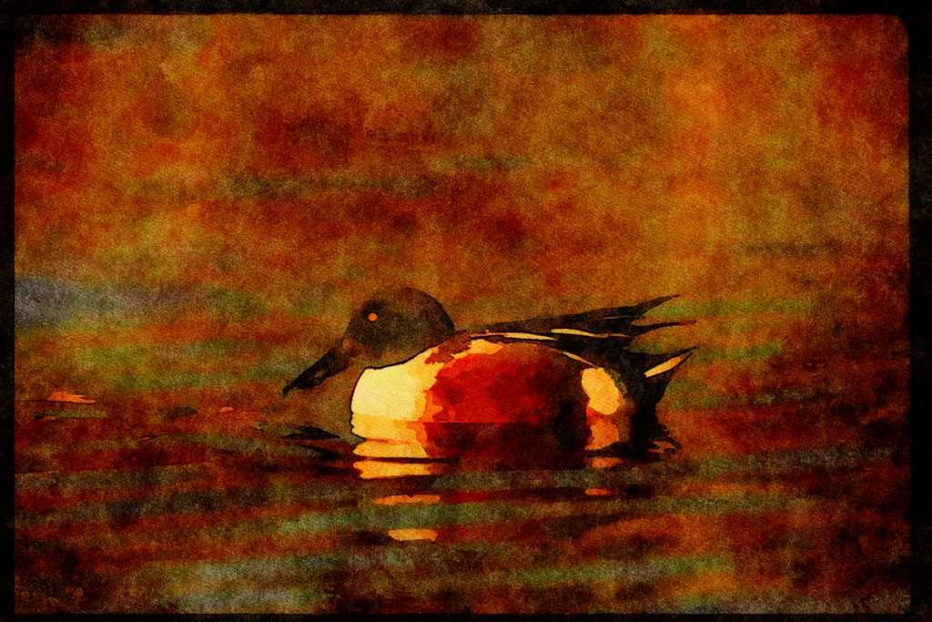 Water Fowl Birds 043055 Shoveler Duck A4 Limited Edition Watercolour Print