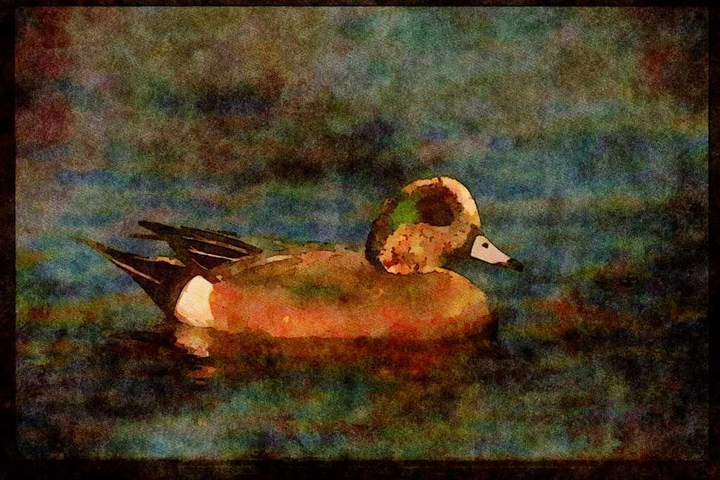 Water Fowl Birds 043056 American Widgeon A4 Limited Edition Watercolour Print
