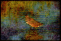 Water Fowl Birds 043057 Dowitchers A4 Limited Edition Watercolour Print