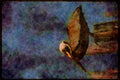 Water Fowl Birds 043059 Brown Pelican A4 Limited Edition Watercolour Print