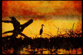Water Fowl Birds 043060 Tri Color Heron A4 Limited Edition Watercolour Print