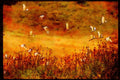 Water Fowl Birds 043061 Cattle Egret A4 Limited Edition Watercolour Print