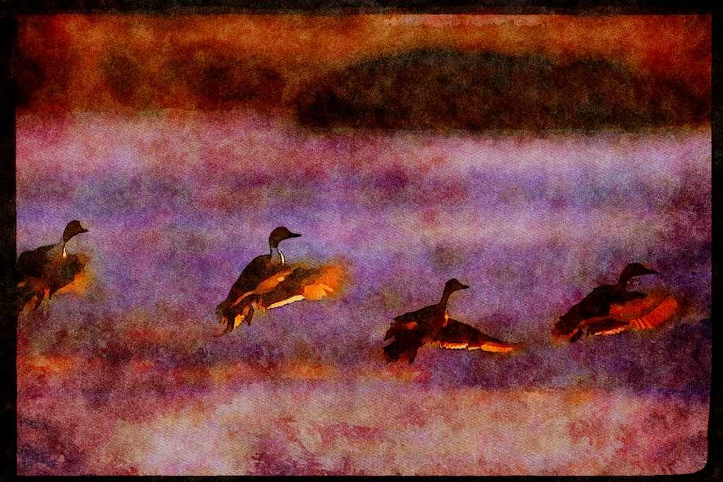 Water Fowl Birds 043062 Pintails Landing A4 Limited Edition Watercolour Print